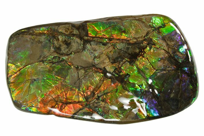 Iridescent Ammolite (Fossil Ammonite Shell) - Rainbow Colored #336303